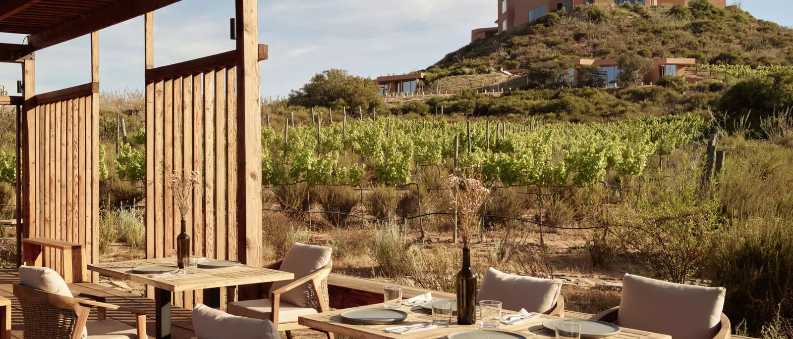 Banyan Tree Veya Valle de Guadalupe