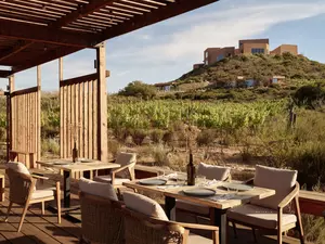 Banyan Tree Veya Valle de Guadalupe
