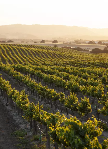 valle de guadalupe