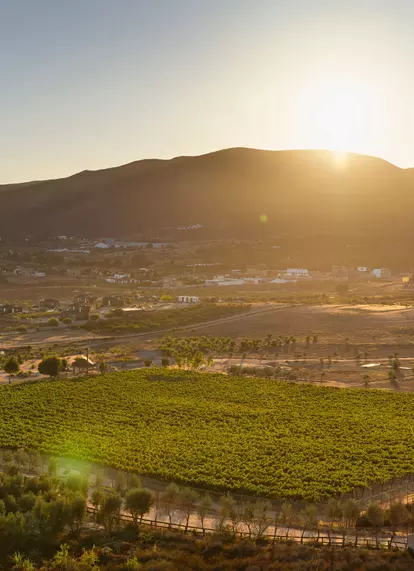 Veya Valle de Guadalupe